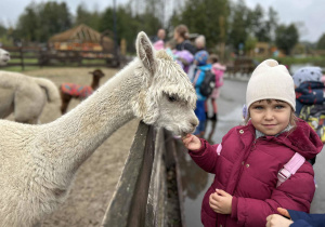 Dziewczynka karmi marchewką lamę.