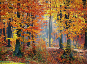 Wyróżnienie w konkursie