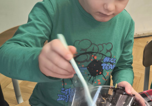 Chłopiec sypie herbatkę do torebek.